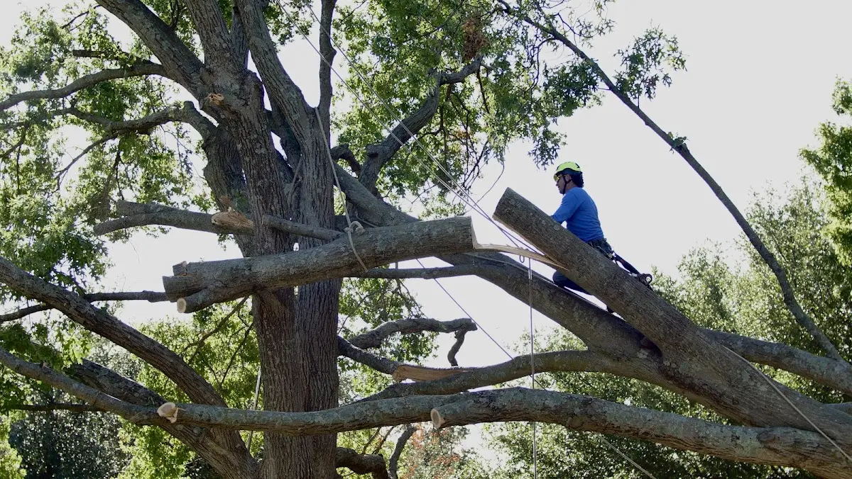 Professional Hazardous Tree Removal performed by certified arborists in Chokio